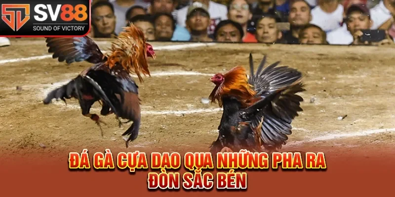 Đá gà cựa dao qua những pha ra đòn sắc bén